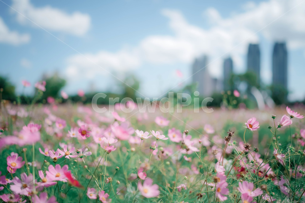구름,하늘,코스모스,꽃,가을,autumn,commoncosmos,コスモス,gardencosmos,flower,sky,cloud,가을하늘,가을배경,가을이미지,도시,분홍색,식물,가을,계절,fall,autumn,season,식물,자연,plants,nature,꽃,flower,감성,sensible,feeling,field,들,grassland,목초지,outdoors,옥외,blossom,plant,petal,꽃잎