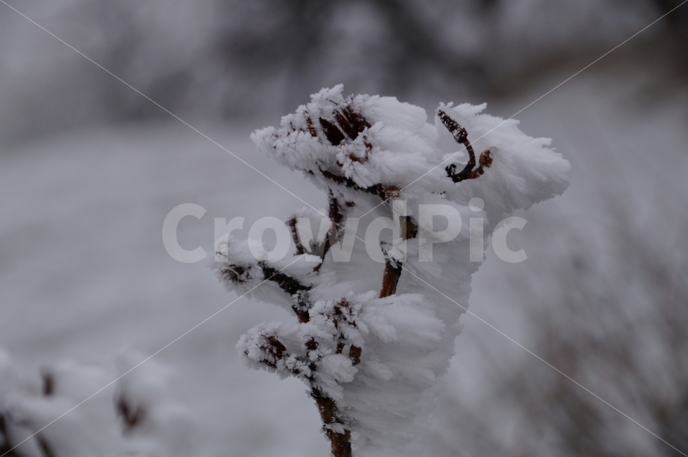 겨울,겨울산,눈꽃,눈꽃나무,북한산,겨울,계절,winter,season,식물,자연,plants,nature