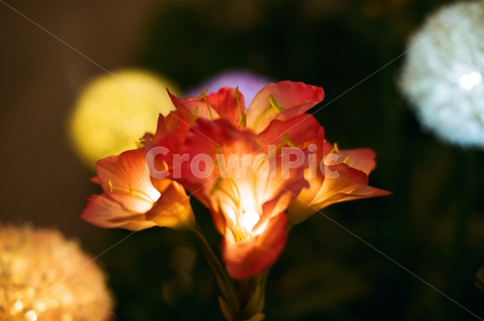 LED,LED꽃,꽃,꽃사진,인천공항,야경,밤,풍경,nightscape,night,landscape,꽃,flower,감성,sensible,feeling,plant,식물,blossom