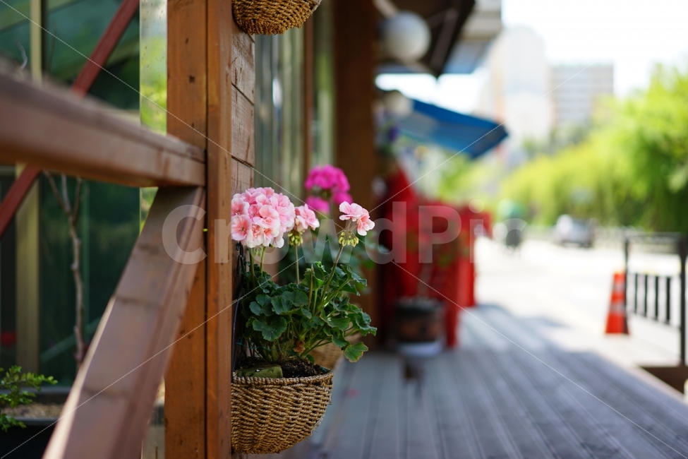 꽃,화분,일상,거리,느낌,플라워,식물,화사함,감성,생명,일상사진,감성샷,분홍,핑크,식물,자연,plants,nature,꽃,flower