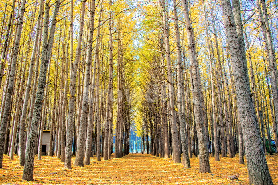 은행나무,은행,풍경사진,가을풍경,풍경,tree,나무,plant,식물