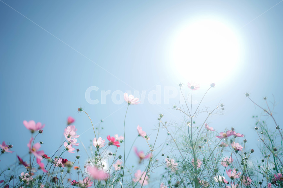 해,코스모스,commoncosmos,가을,꽃,コスモス,gardencosmos,flower,autumn,하늘,분홍색,눈부신,가을,계절,fall,autumn,season,식물,자연,plants,nature,꽃,flower,감성,sensible,feeling,휴식,힐링,rest,relaxation,healing,blossom,petal,꽃잎,plant