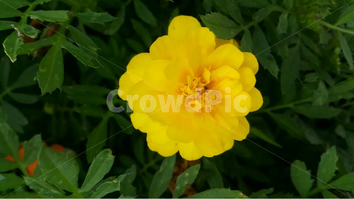 꽃,노랑,노란꽃,자연,식물,초록,잎,꽃잎,식물,자연,plants,nature,꽃,flower
