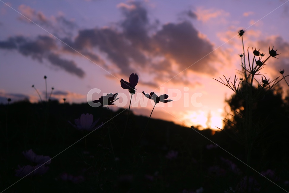 야경,풍경,landscape,밤,꽃,flower,가을,계절,fall,autumn,season,식물,자연,plants,nature,꽃,flower,실루엣,그림자,silhouette,shadow,animal,동물,bird,새,outdoors,옥외