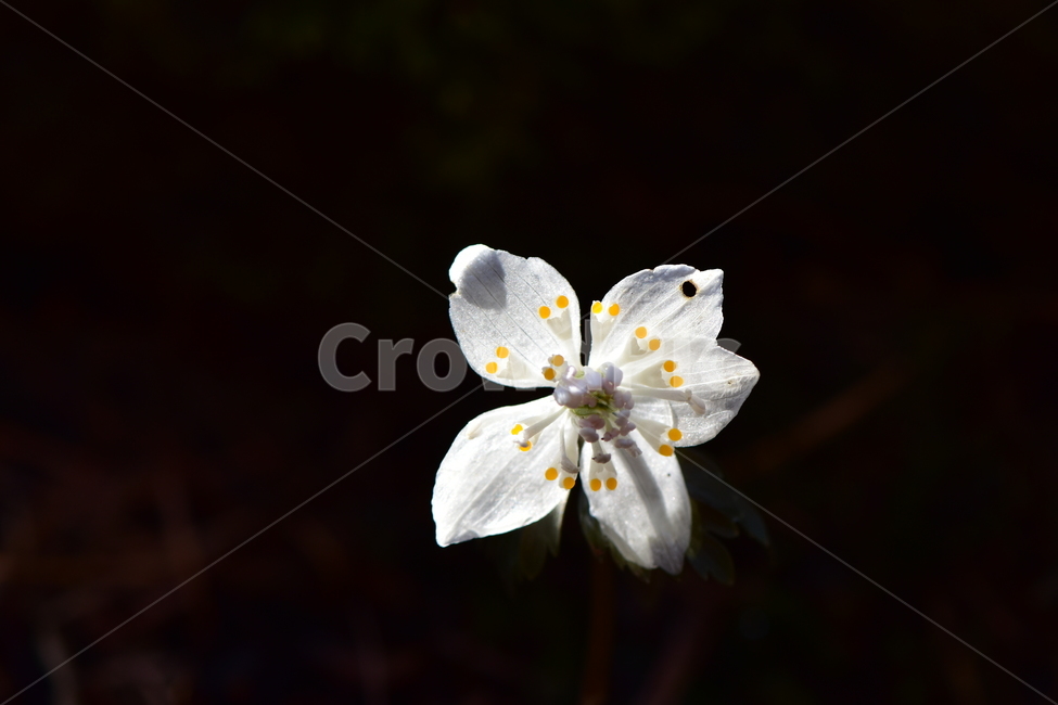 너도바람꽃,야생화,봄,꽃,풀꽃,자연,식물,식생,감성,힐링,plants,nature,spring,season,flower,emotion,feeling,흰색,초본,너도바람꽃속