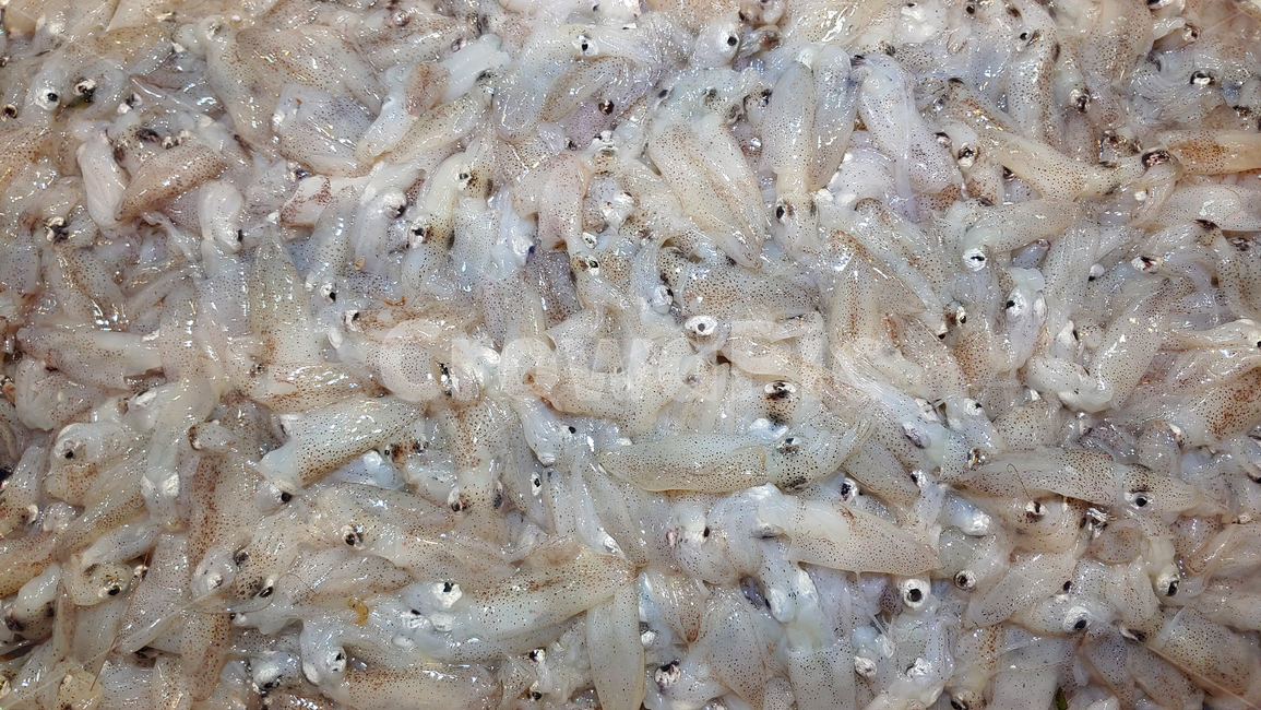 꼴뚜기,어패류,해물,수산물,생선,먹거리,음식,푸드,seafood,연체동물,food,수산시장,어시장,해산물,식자재,식재료,국내산,토종,국산,동물,해양생물,배경,바탕,백그라운드,animal,무척추동물,싱싱한,횟감용,젓갈용,신선한,fresh,젓갈재료,횟감,수산물,해산물,fishery products,seafood