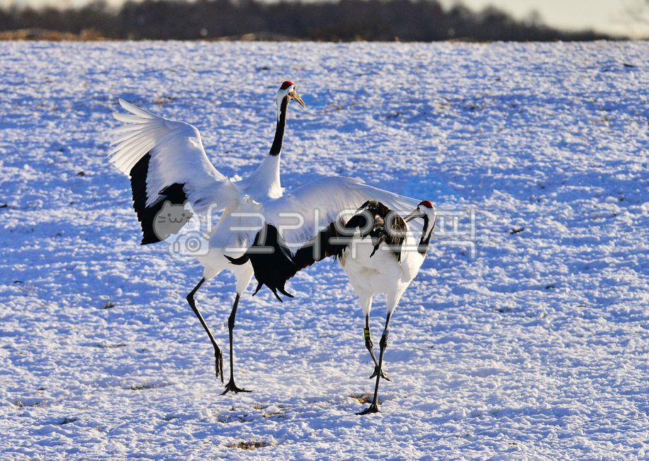 stork, 황새, bird, 새, animal, 사진,이미지,일러스트,캘리그라피 - 영산공작가