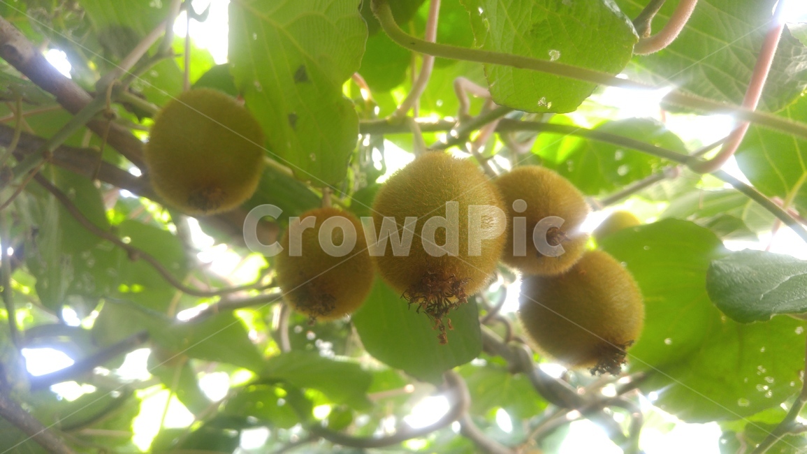 참다래,키위,과일,가을,계절,제주도키위,식물,자연,한국키위,나무,열매,kiwi,tree,fall,fruit,식물,자연,plants,nature,과일,열매,fruit
