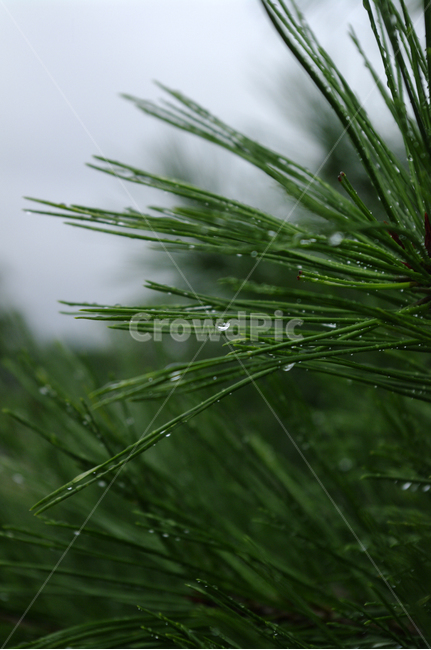 잎,물방울,식물,plant,자연,nature,식물,자연,plants,nature,비,비오는날,rain,rainy