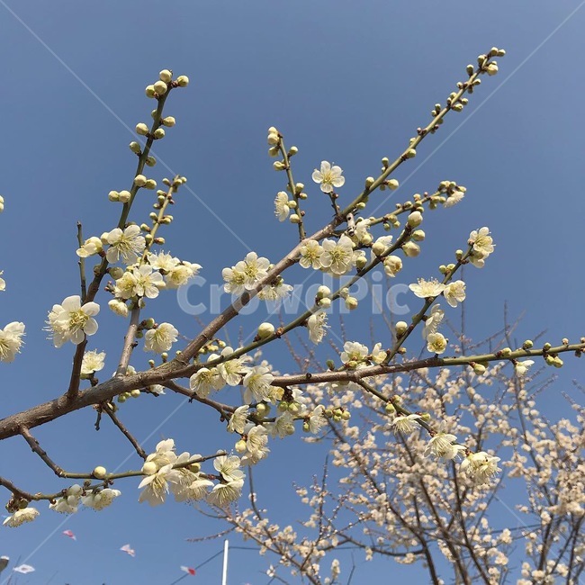 하늘,꽃,매화,맑음,봄
