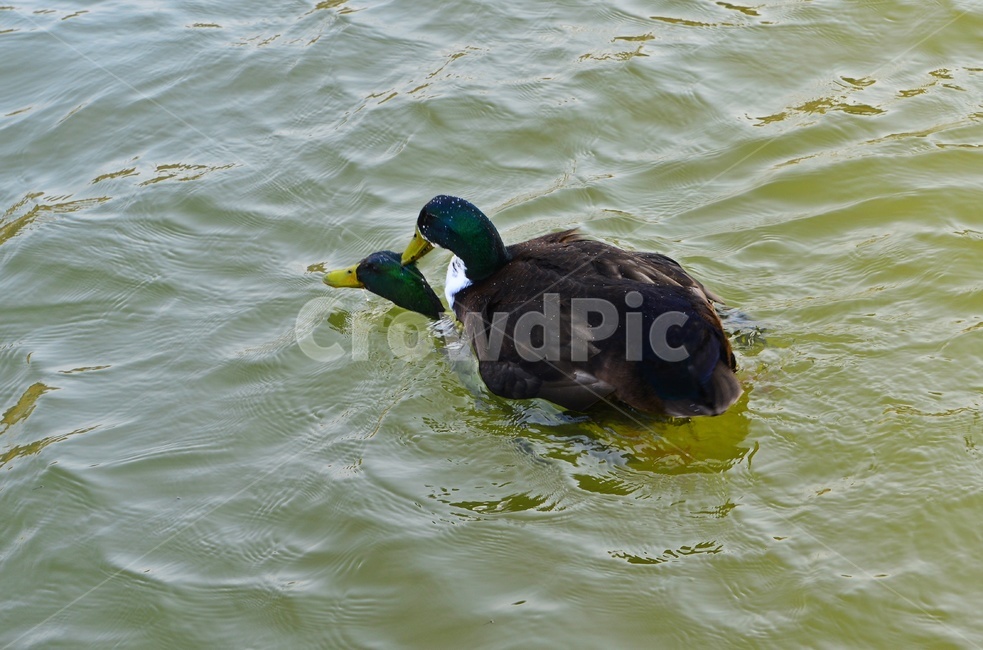 animal,동물,bird,새,duck,오리,mallard,청둥오리,waterfowl,물새,짝짓기,동물,animal,조류,새,birds