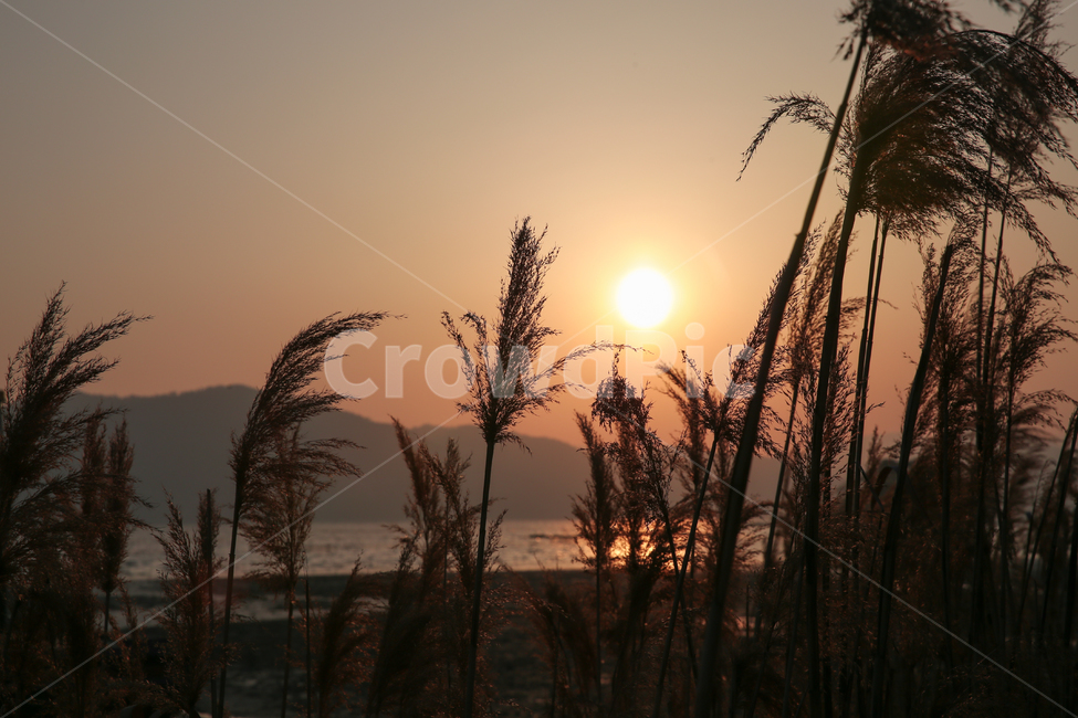 순천,순천와온해변,노을,일몰,갈대,풍경,한국자연경관,한국자연풍경,nature,landscape,자연,풍경,nature,landscape,식물,plants,outdoors,옥외,plant,grass,잔디,sky,하늘