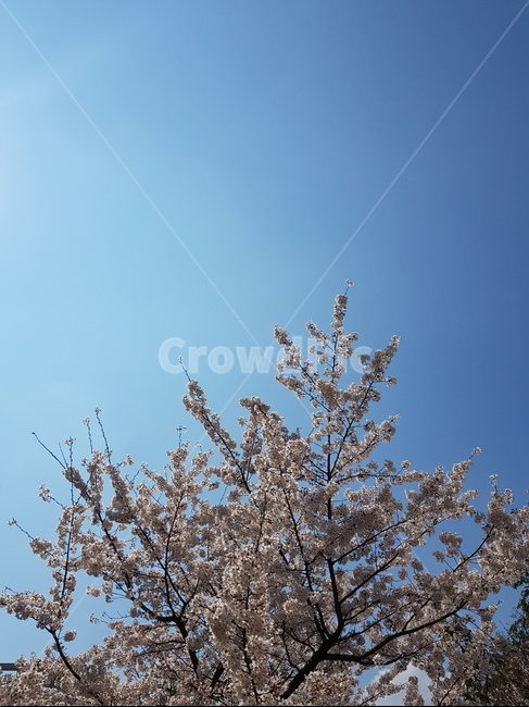 봄,벚꽃,체리블라썸,spring,cherryblossom,봄,계절,spring,season,자연,풍경,nature,landscape,plant,식물