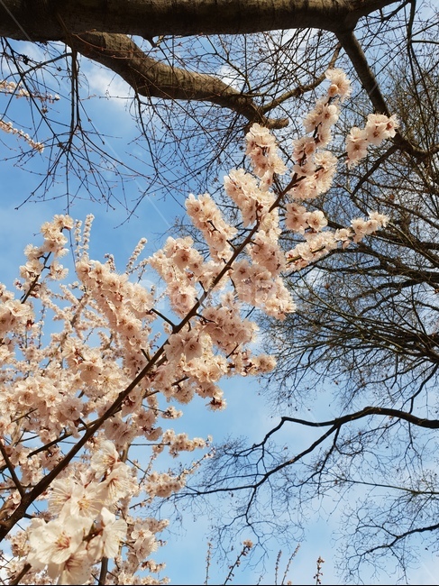 봄,매화,하늘,나무,꽃,꽃나무,날씨,계절,나뭇가지,자연,봄,계절,spring,season,자연,풍경,nature,landscape,식물,plants,꽃,flower,plant,blossom