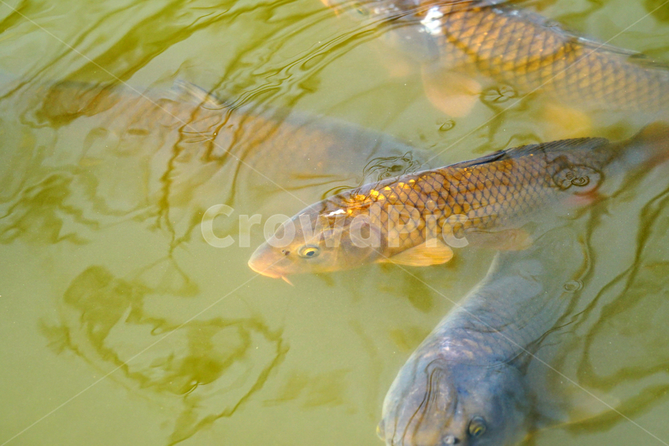물고기,잉어,붕어,생선,어류,동물,animal,fish,자연,natue,풍경,landscape,호수,3월,봄,계절,spring,lake,동물,animal,어류,물고기,fish