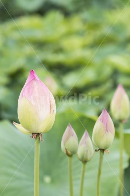연꽃,연잎,분홍,봉오리,꽃봉오리,핑크,pink,green,flower,ponds,leaf,연못,정원,가든,자연,식물,garden,field,nature,plant,꽃,배경,background,배경이미지,배경화면,바탕화면,식물,자연,plants,nature,꽃,flower