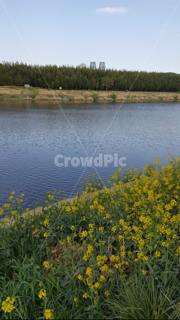 태화강,애기똥풀꽃,강변,십리대밭,greaterceladine,chelidoniummajus,celandine,riverside,river,bamboo,groveofbamboos,bamboogrove,wildflower,들꽃