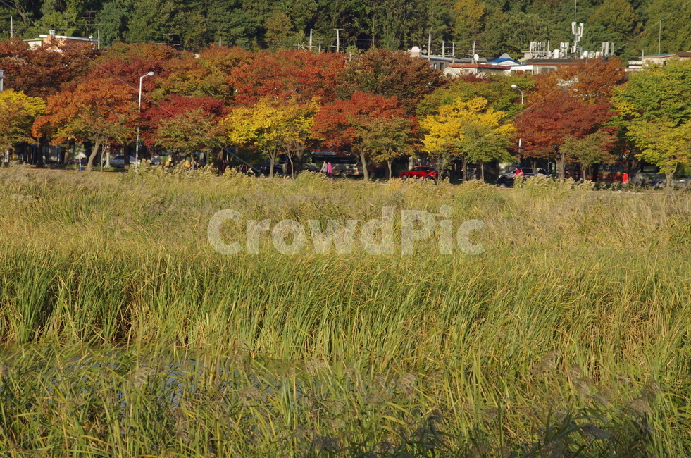 가을,수풀,나무,단풍,연못,scene,view,feeling,emotion,nature,landscape,season,풍경,감정,감성,자연,계절,뷰티,reed,fall,autumn,풍경사진,감성사진,정취