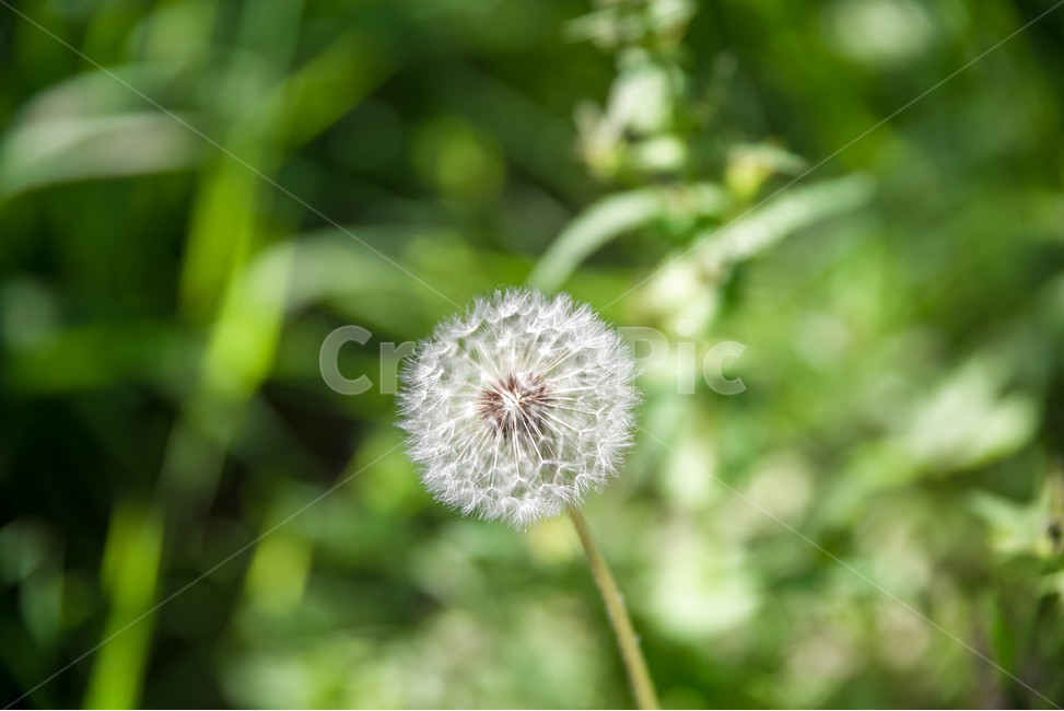 민들레,민들레홀씨,민들레사진,자연사진,야생화,봄,여름,식물,자연,plants,nature,꽃,flower