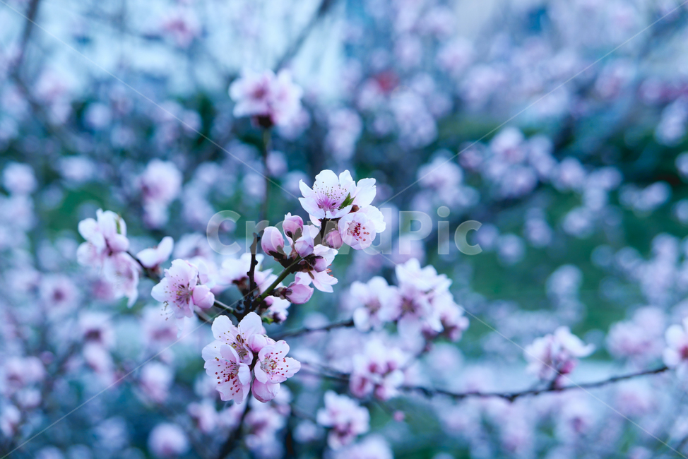 식물,blossom,flower,꽃,벚꽃