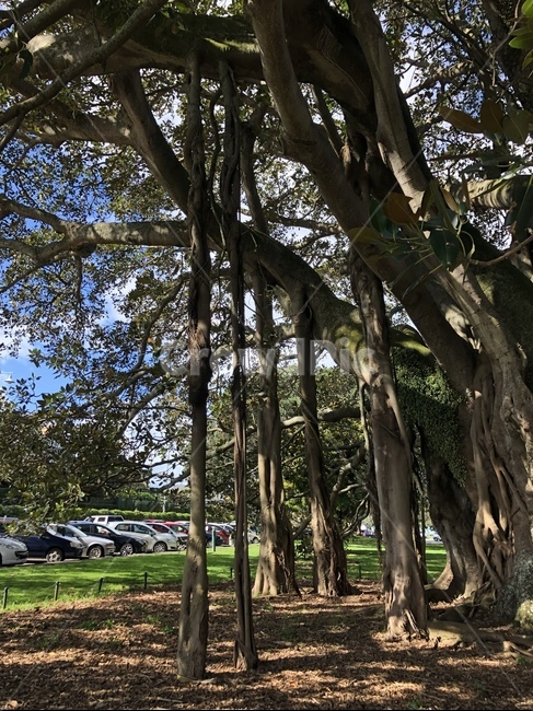나무,식물,자연,풍경,tree,plant,treetrunk,나무줄기