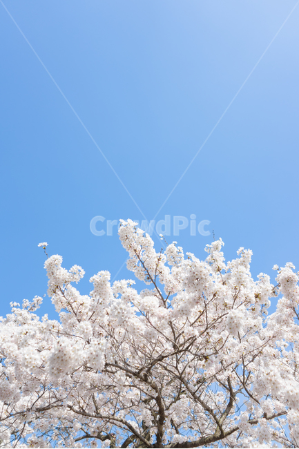 벛꽃,하늘,봄,나무,풍경,봄,계절,spring,season,식물,자연,plants,nature,꽃,flower,plant,blossom