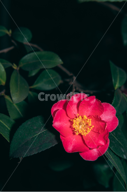 동백꽃,꽃,동백,동백나무,봄꽃,빨강,초록,빛,식물,자연,plants,nature,flower,bloom,배경화면,식물,자연,plants,nature,꽃,flower