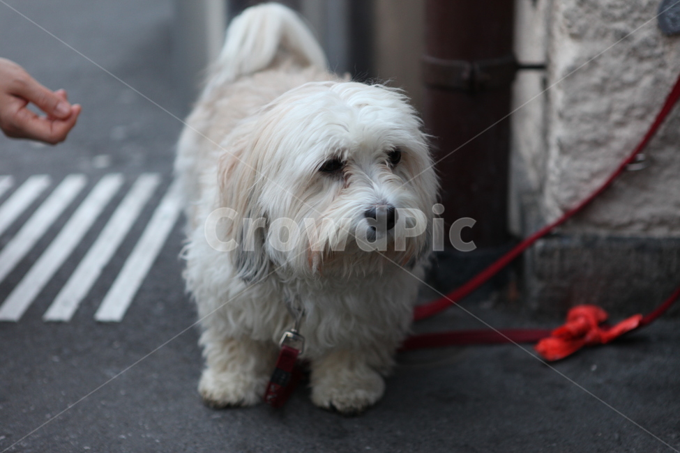 강아지,개,동물,순둥이,생각,동물,animal,포유류,mammal,개,강아지,dog,doggy,사람,인물,인간,human,person,신체일부,몸,body