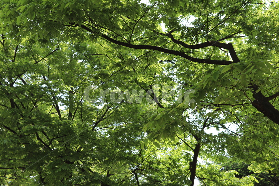 나무,공원,바탕,배경,햇빛,하늘,sky,tree,나뭇잎,나뭇가지,무성한,바탕화면,봄,여름,어린이대공원,초록색,green,싱그러운,화창한,맑은,자연,식물,식물,자연,plants,nature,나무,trees,wood