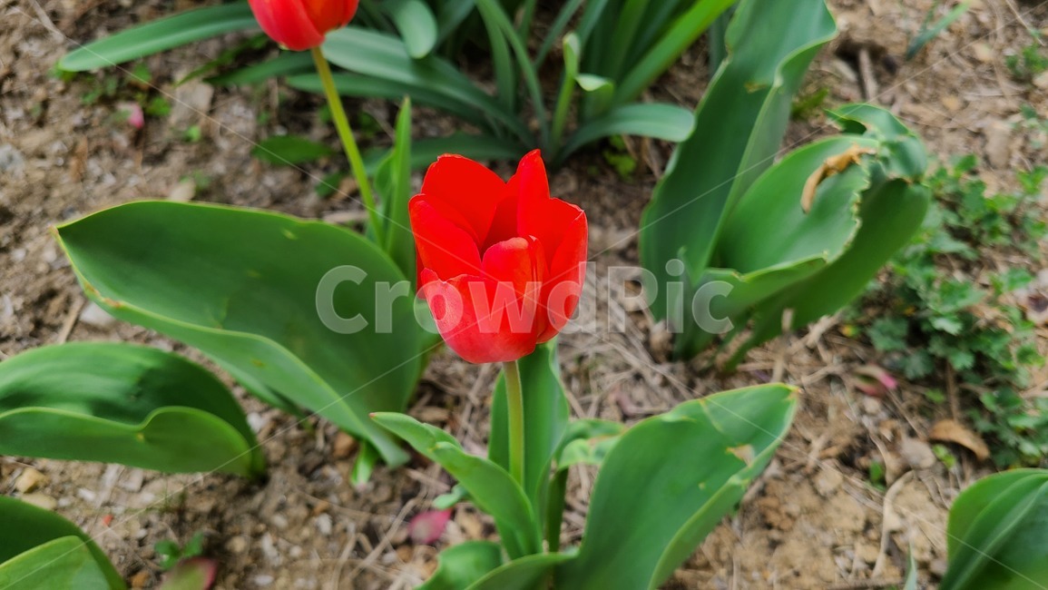 꽃,flower,봄,봄꽃,들꽃,야생화,plant,식물,blossom,튤립,빨간,빨간꽃