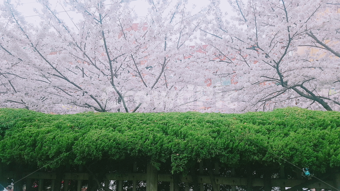 벚꽃,핑크,꽃,봄,따뜻,봄,계절,spring,season,plant,식물
