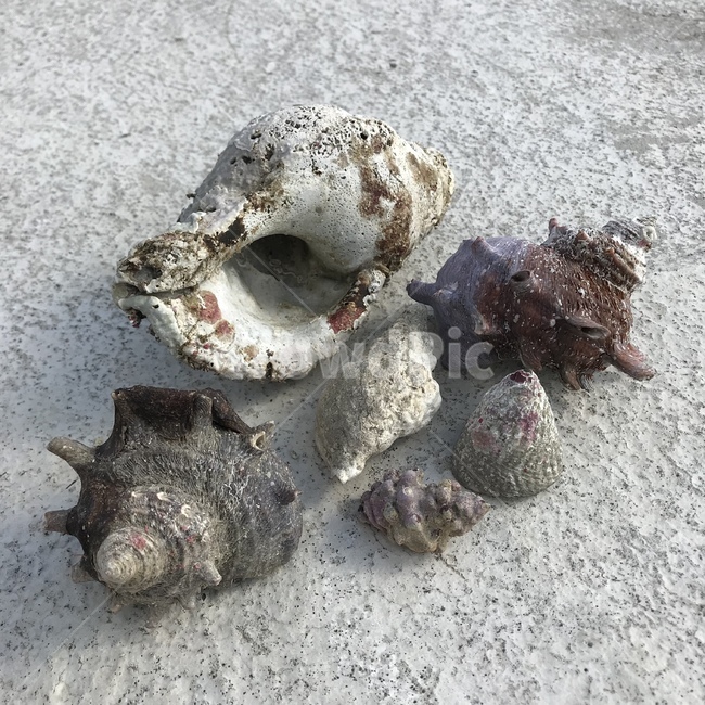 뿔소라,소라,소라껍데기,고둥,껍데기,해변,바다,beach,sea