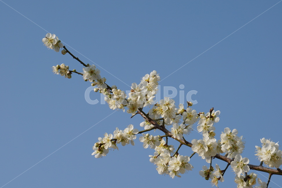 plant,식물,sky,하늘,매화,매화나무,매화꽃,매실나무,매실꽃