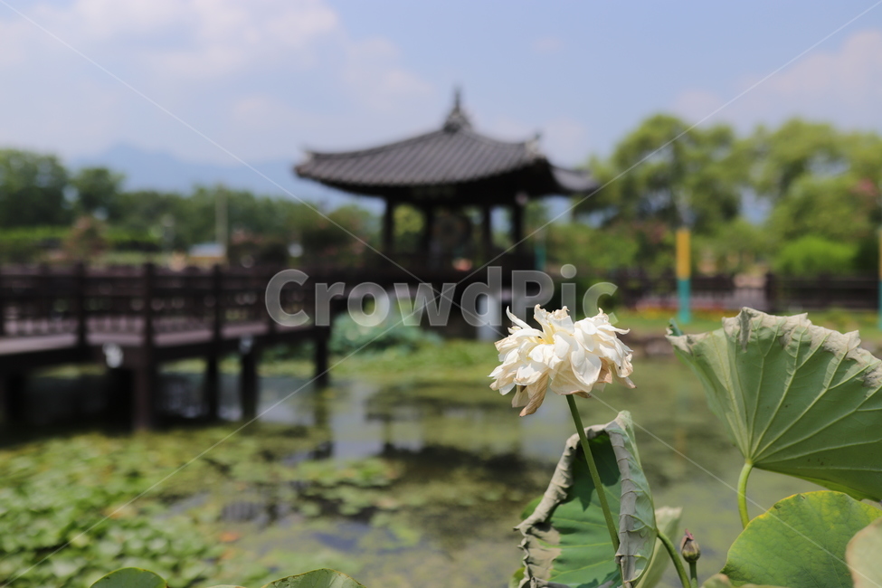 연꽃,연못,식물,flower,꽃,plant,식물,자연,plants,nature,꽃,flower