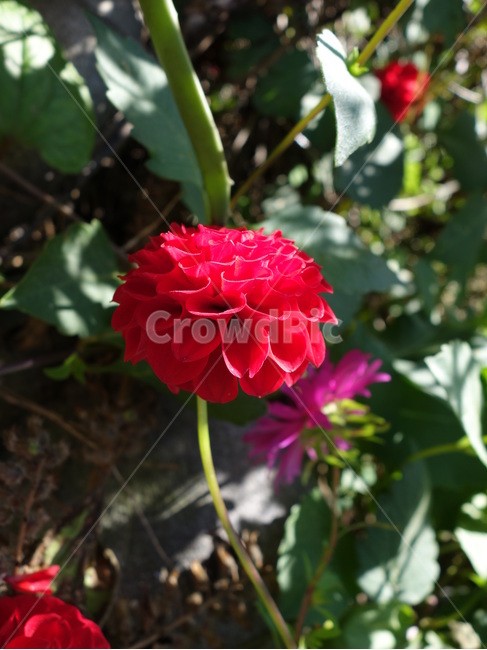 꽃,자연,풍경,여름,붉은,식물,자연,plants,nature,꽃,flower