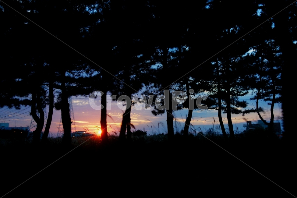 실루엣,저녁,하늘,구름,석양,나무,숲,가을,저녁하늘,sky,풍경,풍경사진,식물,자연,plants,nature,나무,trees,wood,실루엣,그림자,silhouette,shadow
