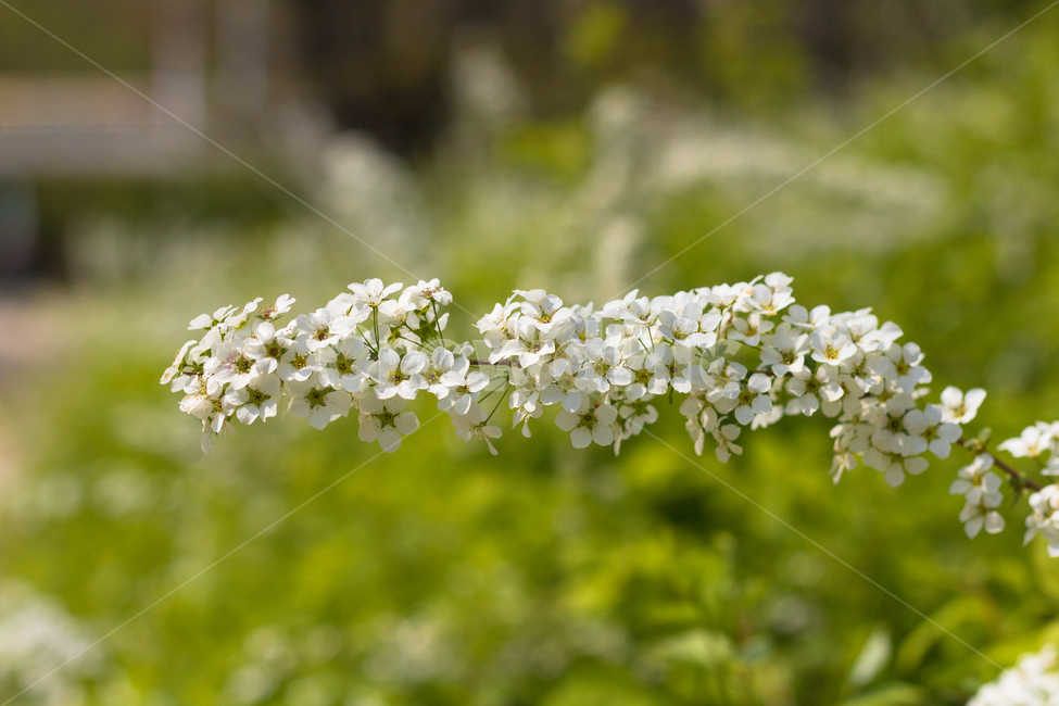 봄,꽃,봄꽃,꽃사진,봄풍경,접사,봄,계절,spring,season,식물,자연,plants,nature,꽃,flower,plant,bush,부시,vegetation,초목