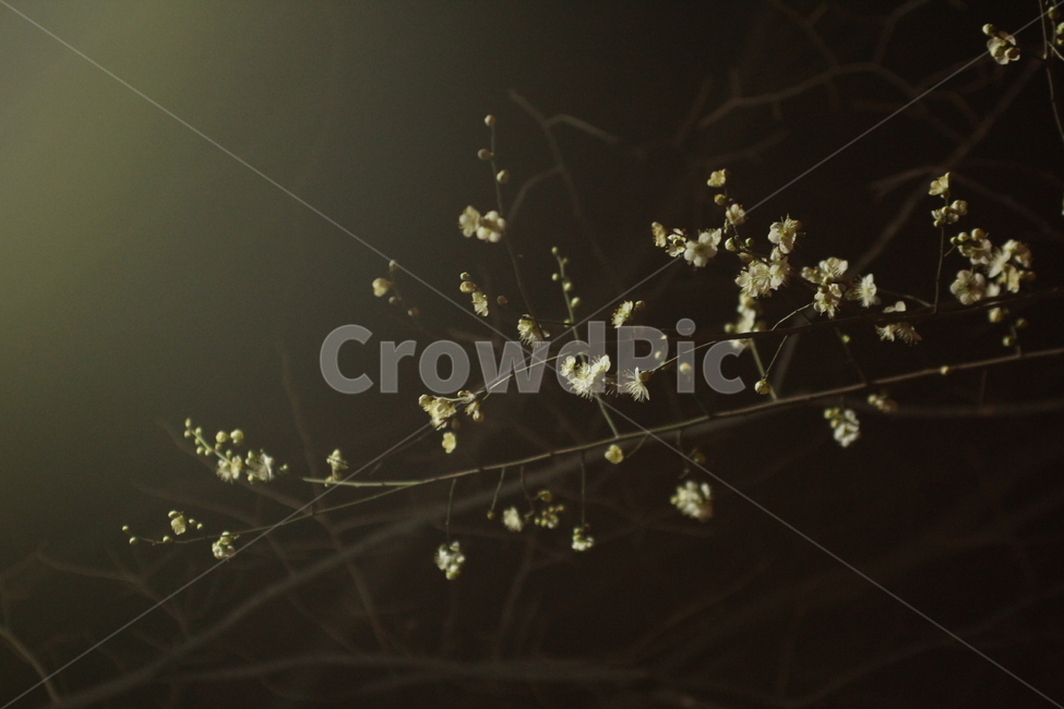 벚꽃,벚꽃하늘,밤하늘,하늘,꽃,식물,자연,plants,nature,꽃,flower