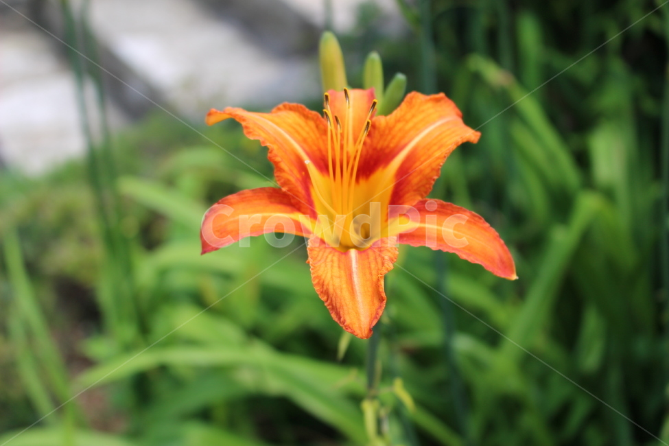 꽃,봄,여름,꽃잎,꽃축제,식물,자연,plants,nature,꽃,flower