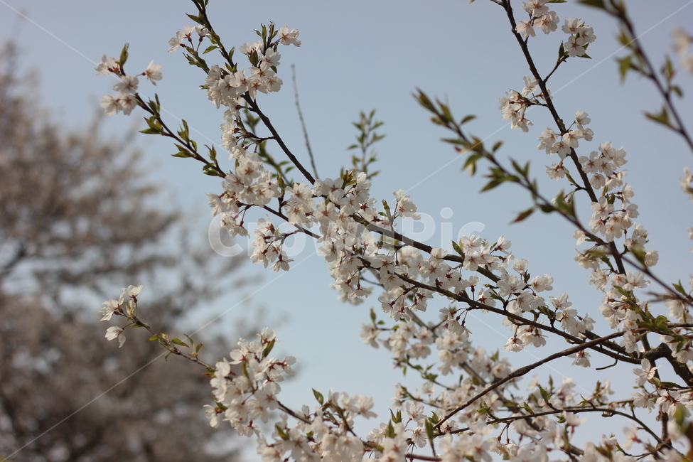 봄,봄꽃,벚꽃,꽃,spring,springtime,cherryblossom,landscape,scenery,flower,picture,풍경,하늘,sky,봄,계절,spring,season,식물,자연,plants,nature,꽃,flower,plant,blossom