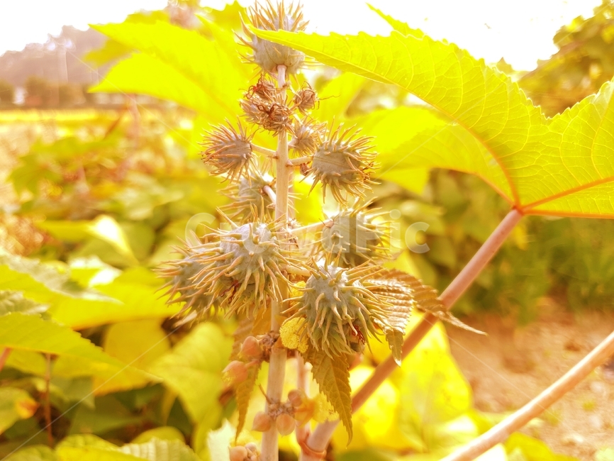 식물,plant,가을,따뜻한가을,풍성한가을,황금빛,노랑색,풍요,잎,leaf,식물,자연,plants,nature