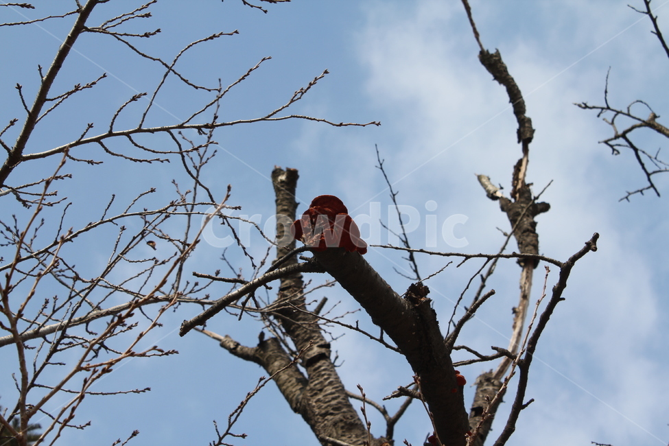 나무,자연,하늘,풍경,공원,경치,구름,겨울,계절,winter,season,식물,자연,plants,nature,나무,trees,wood
