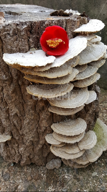 동백꽃,겨울,버섯,나무,꽃잎,꽃,flower,버섯,mushroom