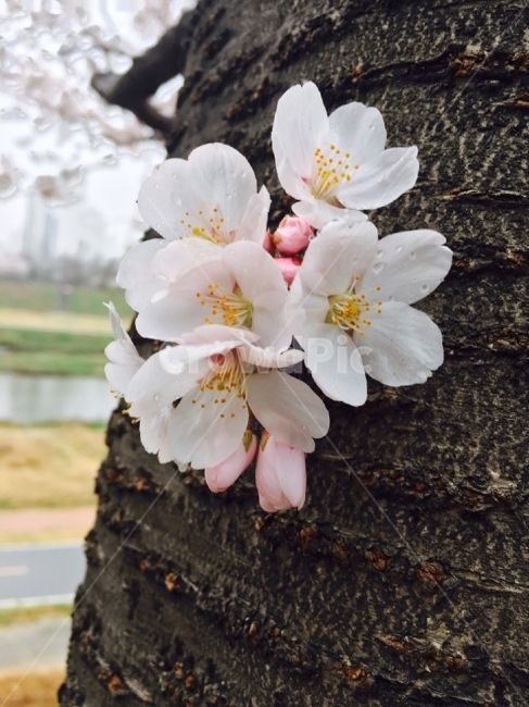 white,꽃,flower,하얀꽃,나무,tree,피어나다,한송이,벛꽃,봄,spring,자연,nature,봄,계절,spring,season,식물,자연,plants,nature,꽃,flower,plant