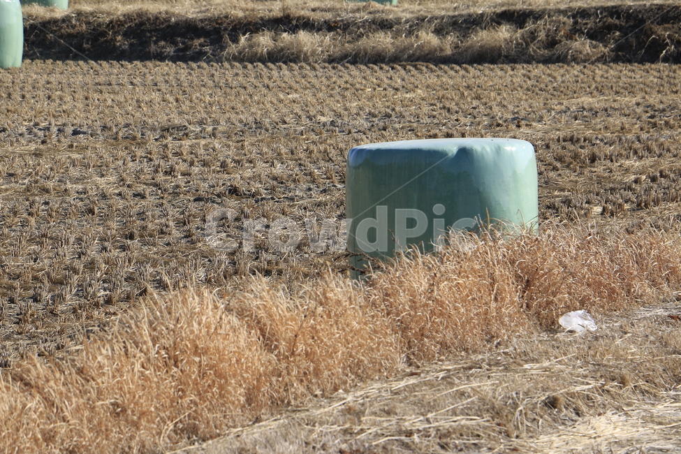 시흥시,겨울,짚,바람,논,겨울,계절,winter,season,산업,industry,industrial,농업,농사,agriculture,farming,farming industry