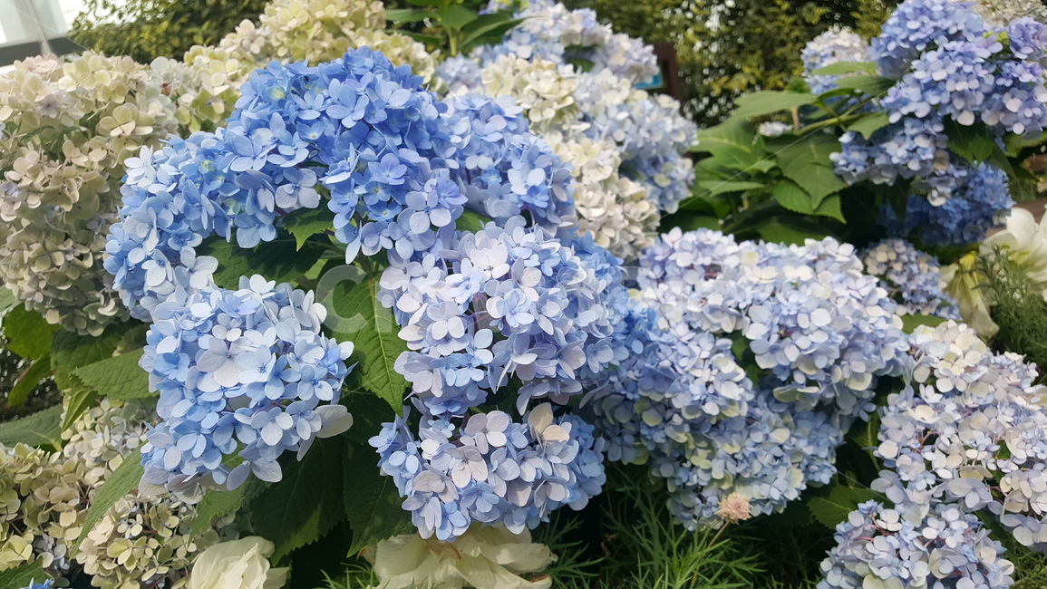 수국,hydragea,파란수국,blue,수국무리,꽃,flower,summer,꽃무리,여름