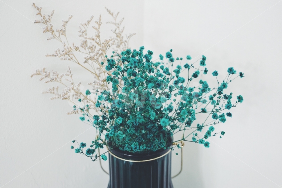 감성사진,안개꽃,감성,사진,필름카메라,식물,자연,plants,nature,꽃,flower,감성,sensible,feeling,색깔,색상,색채,색감,color sense,color sensitivity,feeling of color,인테리어,실내디자인,interior design