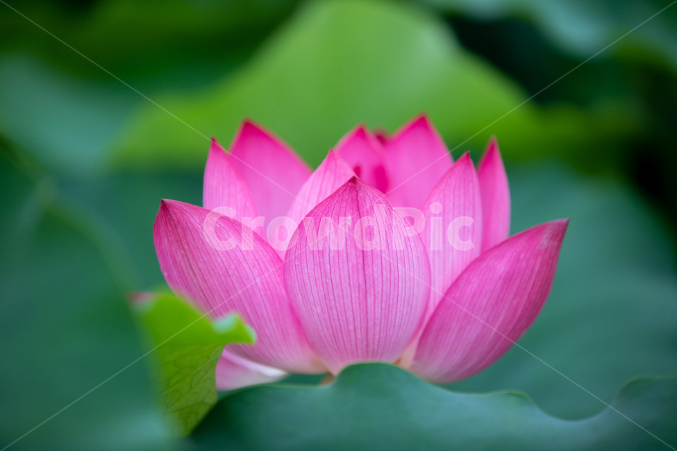 연꽃,여름,연잎,자연,꽃,flower