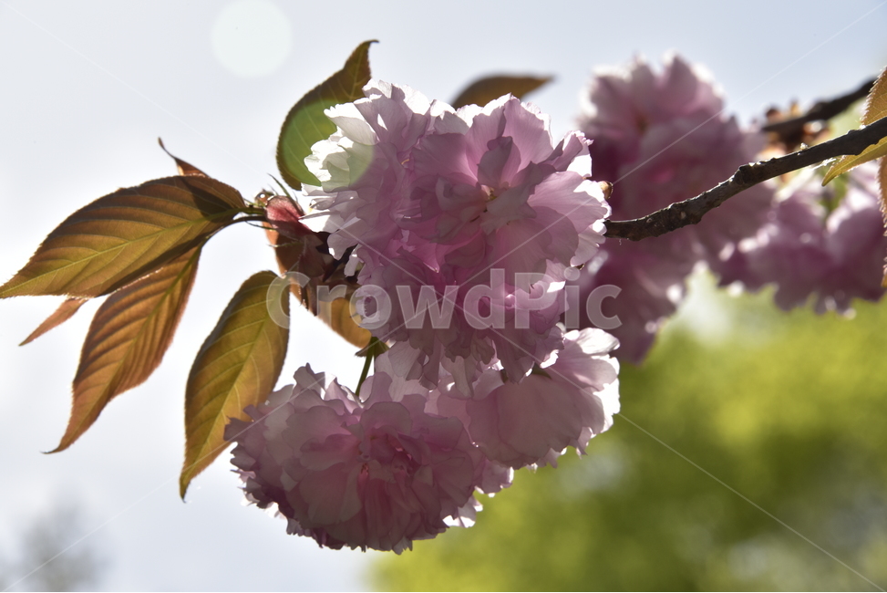 겹벚꽃,겹벚꽃나무,장미과,쌍떡잎식물,봄,4월,관상용,분홍색,봄,계절,spring,season,식물,자연,plants,nature,꽃,flower,plant,blossom