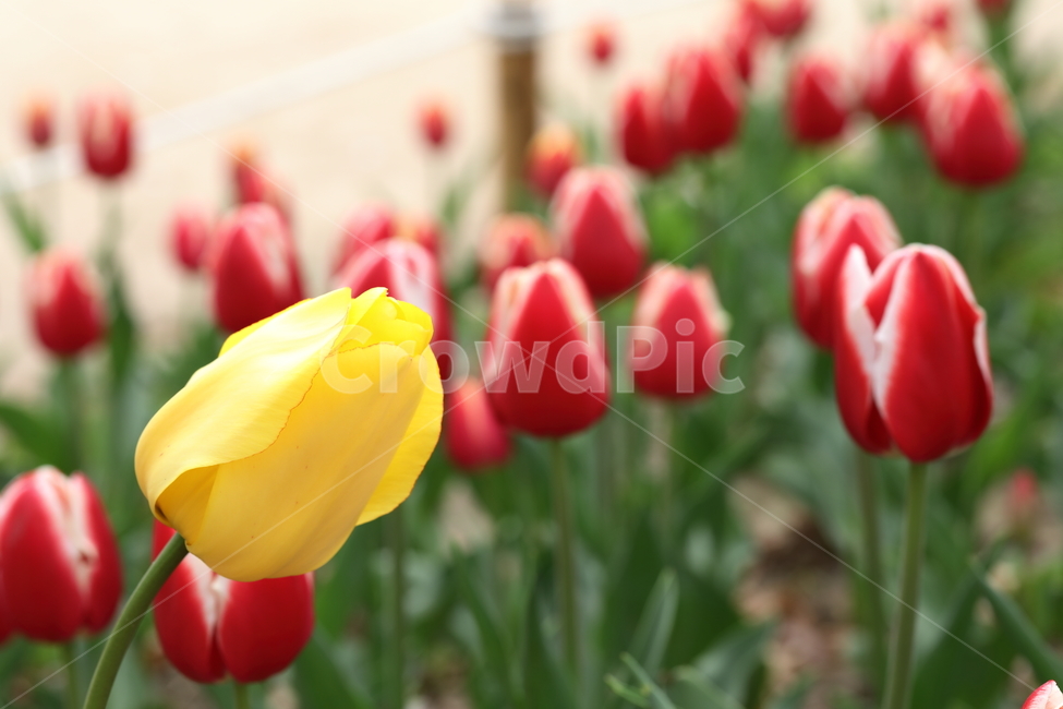 꽃,튤립,꽃밭,봄,계절,색깔,공원,자연,flowers,tulips,spring,season,park,colors,colorful,field,nature,봄,계절,spring,season,식물,자연,plants,nature,꽃,flower,plant,blossom,tulip